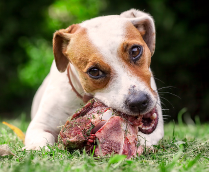 Raw Pet Food Diet Whole Pet Pros
