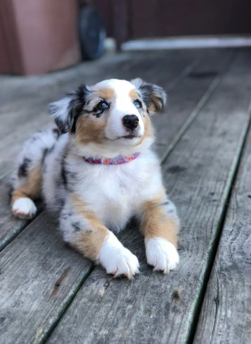 puppy looking off