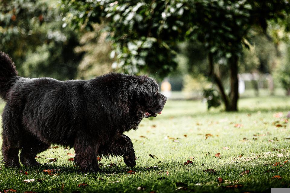 Giant dog grooming